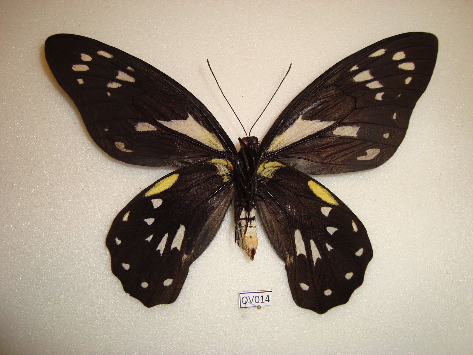 Ornithoptera victoriae victoriae (aberration,verso,Solomon islands) [Internet image property of respective owner, non commercial use only]